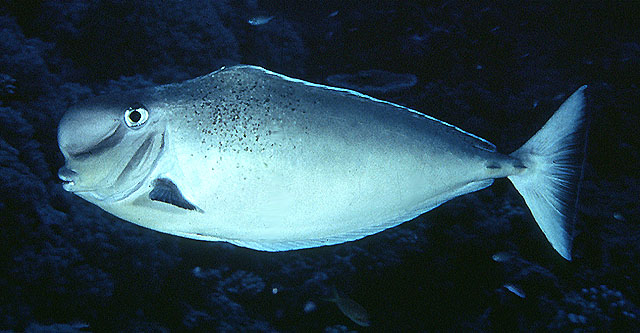 Naso tonganus